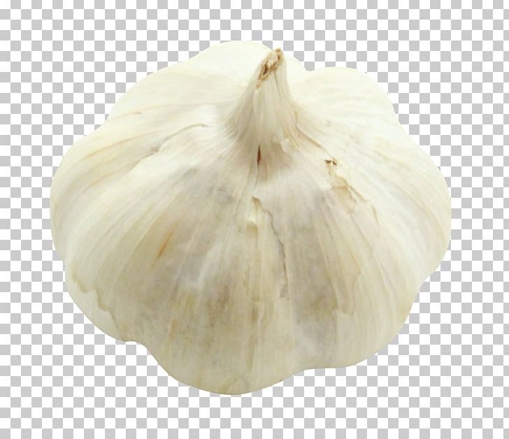 Elephant Garlic PNG, Clipart, Elephant Garlic, Food, Garlic, Ingredient, Onion Genus Free PNG Download