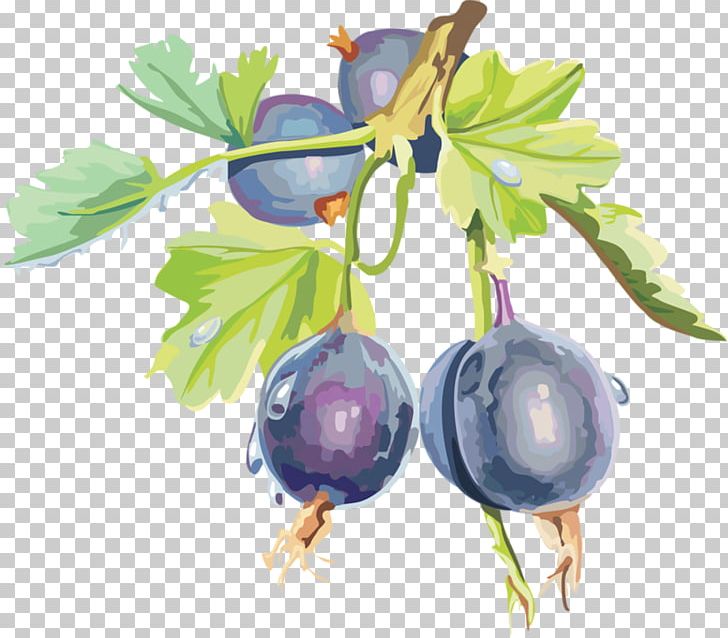 Gooseberry Blueberry Bilberry Blackcurrant PNG, Clipart, Berry, Bilberry, Blackberry, Blackcurrant, Blueberry Free PNG Download