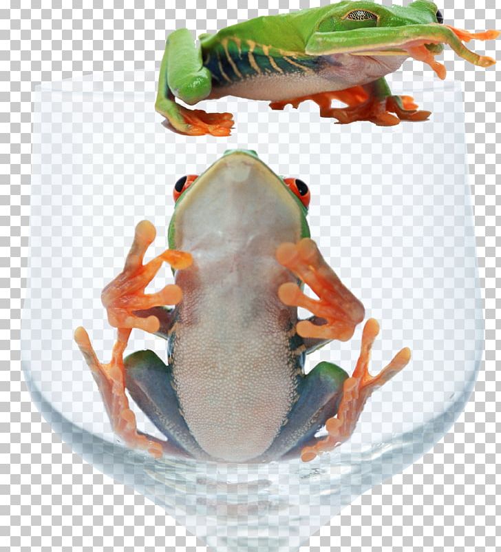 Red-eyed Tree Frog Animal PNG, Clipart, Animal, Animals, Animal Source Foods, Champagne Glass, Cup Free PNG Download