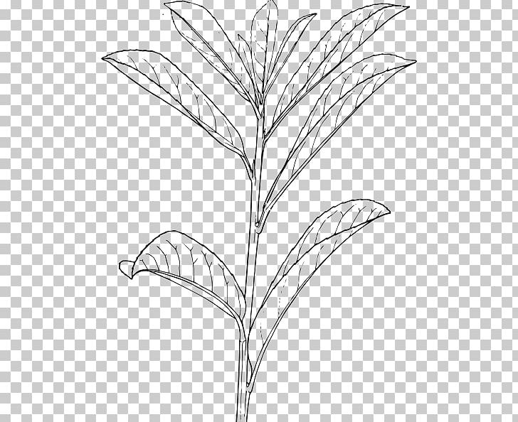 Shrub Drawing Plant Tree PNG, Clipart, Area, Art, Artwork, Black And White, Branch Free PNG Download