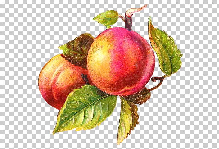 T-shirt Gift Label Art Sticker PNG, Clipart, Accessory Fruit, Apple, Art, Beet, Berry Free PNG Download