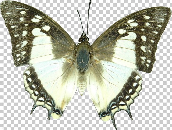 Monarch Butterfly Pieridae Brush-footed Butterflies Gossamer-winged Butterflies PNG, Clipart, Arthropod, Bombycidae, Brush Footed Butterfly, Butterfly, Genus Free PNG Download