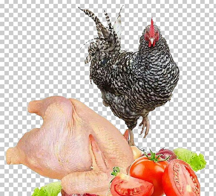 Plymouth Rock Chicken Rooster Chicken Leg Chicken Meat PNG, Clipart, Animals, Animal Source Foods, Bird, Chicken, Chicken Leg Free PNG Download