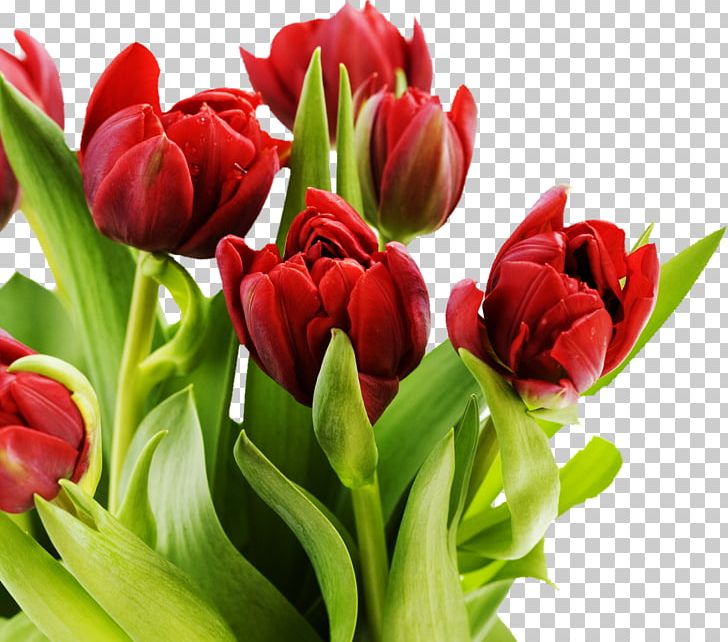 Tulip Mania Pink Flowers Desktop PNG, Clipart, 1080p, Bulb, Cut Flowers, Desktop Wallpaper, Display Resolution Free PNG Download
