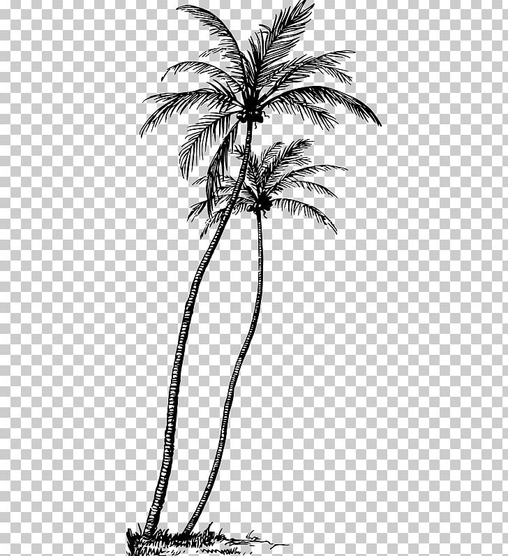 Arecaceae Tree Coconut Plant PNG, Clipart, Arecaceae, Arecales, Art, Asian Palmyra Palm, Black And White Free PNG Download