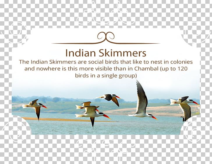 Chambal River National Chambal Sanctuary Indian Skimmer Skimmers Bird PNG, Clipart, Advertising, Animals, Bird, Brand, Flightless Bird Free PNG Download
