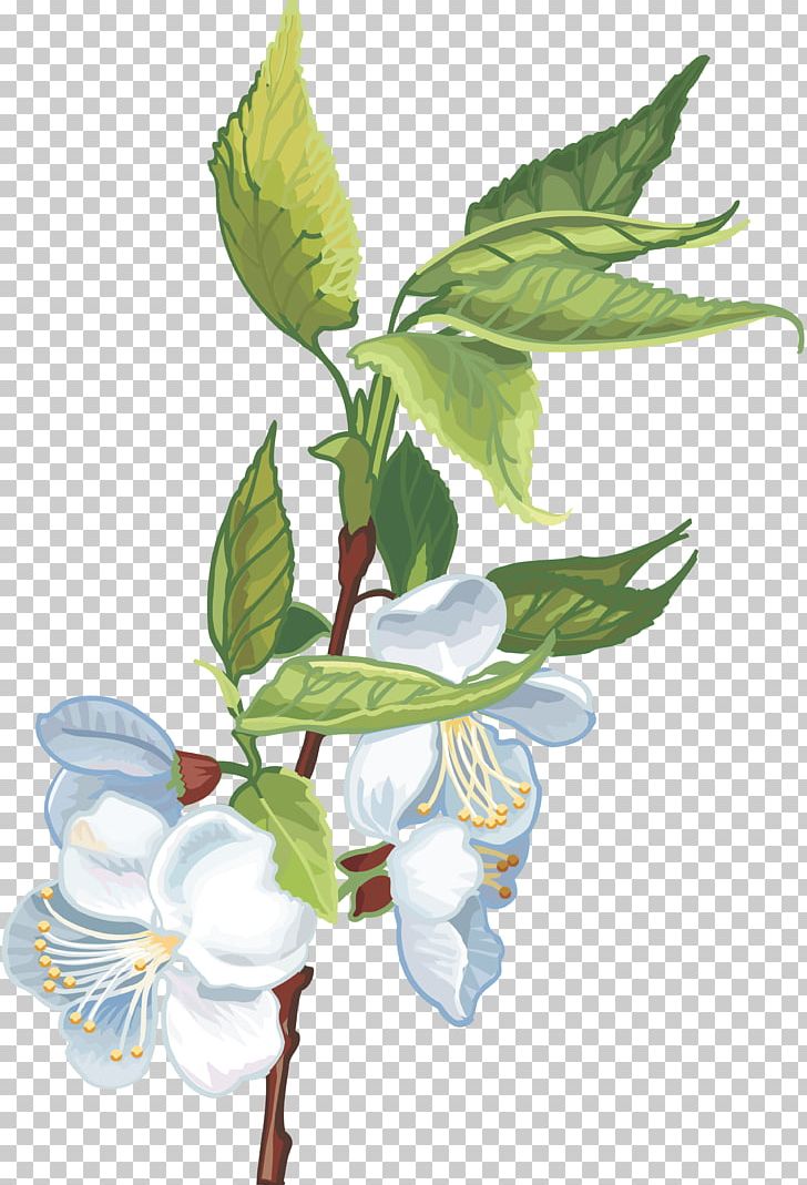 Flower Plant Cerasus PNG, Clipart, Apples, Blossom, Branch, Cerasus, Digital Image Free PNG Download