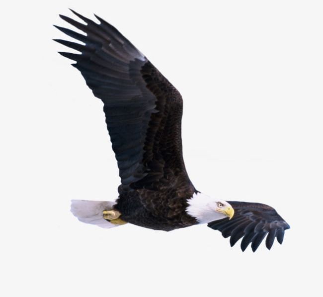 Flying Eagle PNG, Clipart, Birds, Eagle Clipart, Falcons, Fly, Flying Clipart Free PNG Download