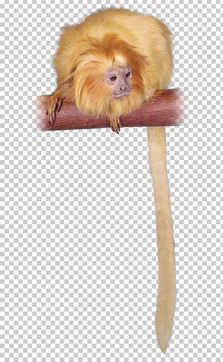 Golden Lion Tamarin Primate Capuchin Monkey Mandrill PNG, Clipart, Animal, Animals, Ape, Capuchin Monkey, Cercopithecidae Free PNG Download