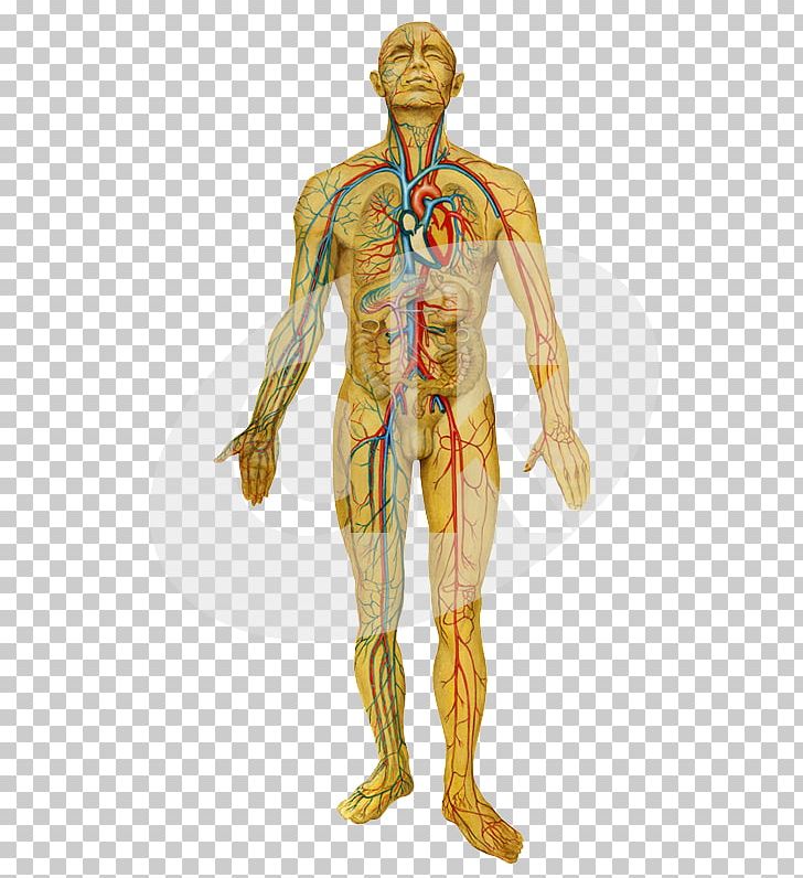 Homo Sapiens Circulatory System Nervous System Respiratory System Human Body PNG, Clipart, Biology, Breathing, Cir, Clove, Costume Free PNG Download