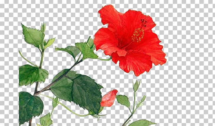 Shoeblackplant Naver Blog Cut Flowers PNG, Clipart, Annual Plant, Blog, China Rose, Chinese Hibiscus, Chinese Style Free PNG Download