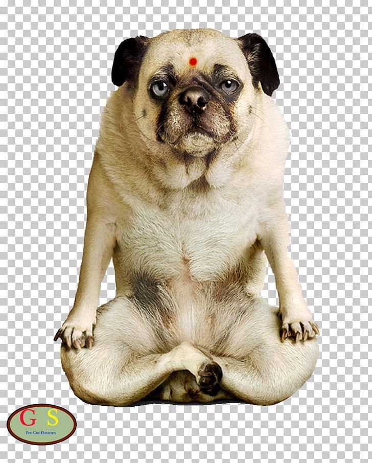 Yoga Dogs Puppy Doga Pug PNG, Clipart, Adho Mukha Svanasana, Animal, Animals, Carnivoran, Cat Free PNG Download