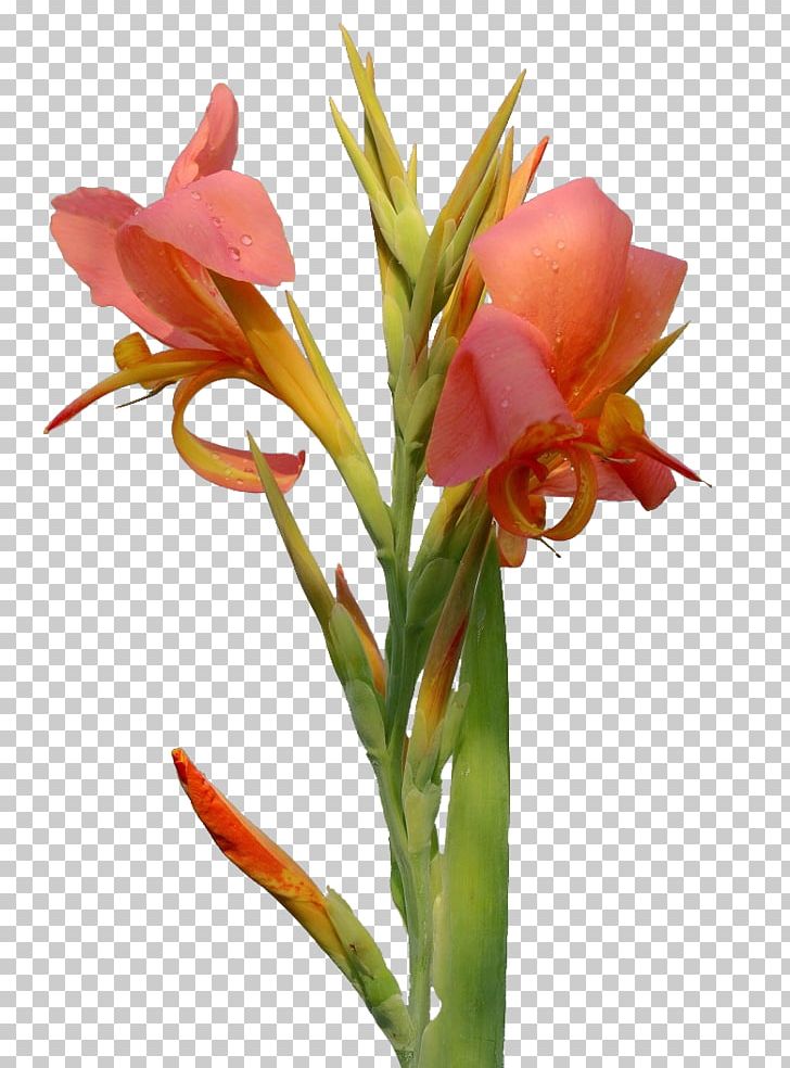 Canna Flower Amaryllis Belladonna PNG, Clipart, Amaryllis, Amaryllis Family, Artificial Flower, Beautiful, Beautiful Flowers Free PNG Download