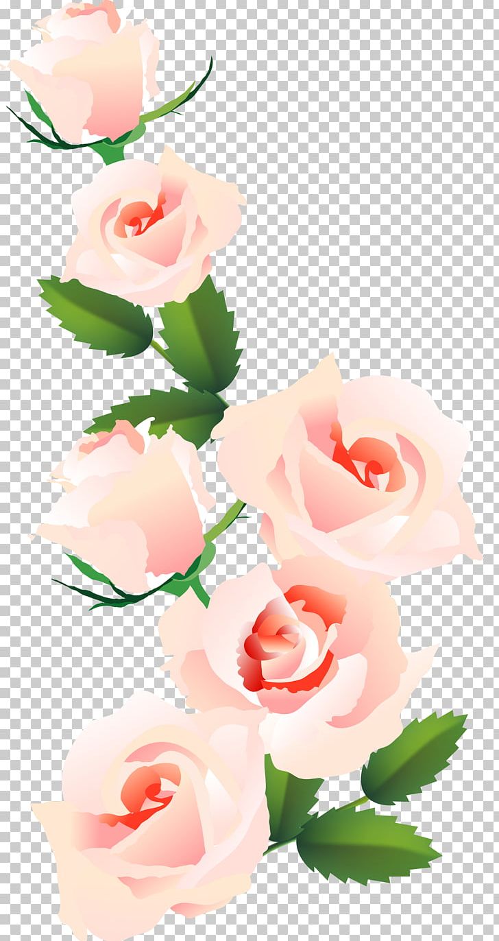 Garden Roses Centifolia Roses Floral Design Cut Flowers PNG, Clipart, Beauty, Beautym, Bianca Rinaldi, Centifolia Roses, Cute Free PNG Download