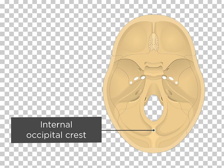 Occipital Bone Internal Occipital Protuberance Internal Occipital Crest 3327