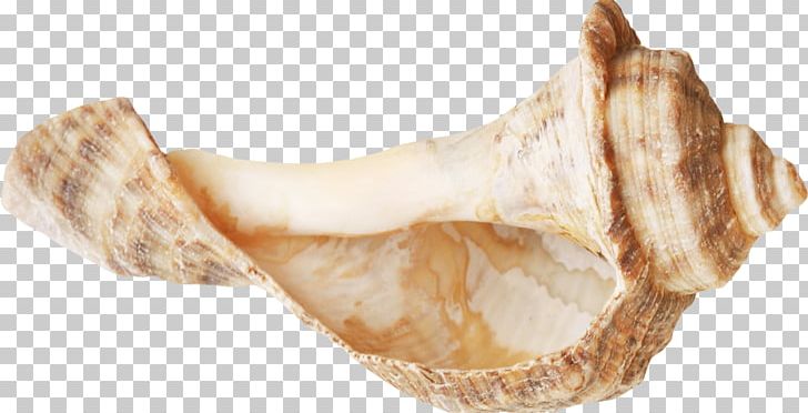 Seashell Conch Sea Snail PNG, Clipart, Advertising, Animal Source Foods, Auglis, Beautiful, Beautiful Girl Free PNG Download