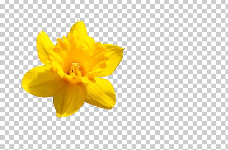 Narcissus Pseudonarcissus Flower Petal Amaryllis PNG, Clipart, Amaryllis, Amaryllis Family, Botanical Name, Botany, Daffodil Free PNG Download