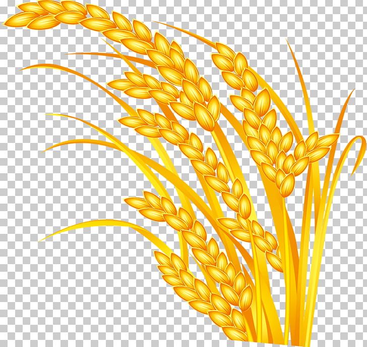 Rice Oryza Sativa Grauds Five Grains PNG, Clipart, Adobe Illustrator, Cartoon Wheat, Commodity, Download, Emmer Free PNG Download