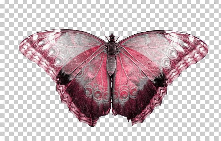 Butterfly Fall Webworm PNG, Clipart, Arthropod, Biological Life Cycle, Brush Footed Butterfly, Butterflies And Moths, Butterfly Free PNG Download