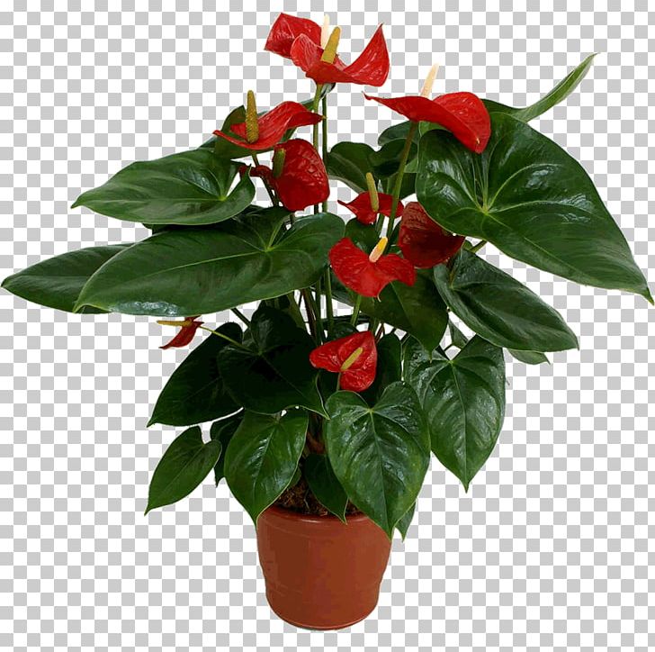 Flowerpot Cut Flowers Plant Laceleaf PNG, Clipart, Cut Flowers, Flowerpot, Plant Free PNG Download