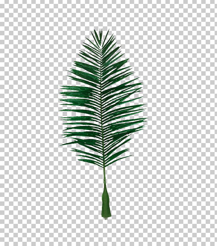 Leaf Coconut Evergreen PNG, Clipart, Aquacarotene Ltd, Autumn Leaves, Banana Leaves, Branch, Coconut Leaf Free PNG Download