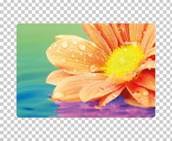 Ppt Microsoft PowerPoint Desktop Flower Stock Photography PNG, Clipart, Closeup, Daisy Family, Desktop Wallpaper, Flower, Flowering Plant Free PNG Download