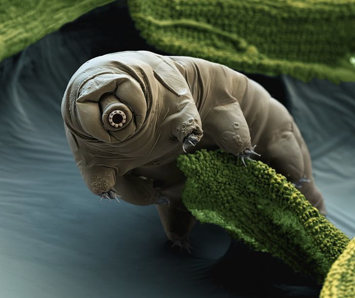 Tardigrade Micro-animal Vacuum Macrobiotus Sapiens Organism PNG, Clipart, Animal, Aquatic Animal, Biology, Electron Microscope, Extreme Environment Free PNG Download