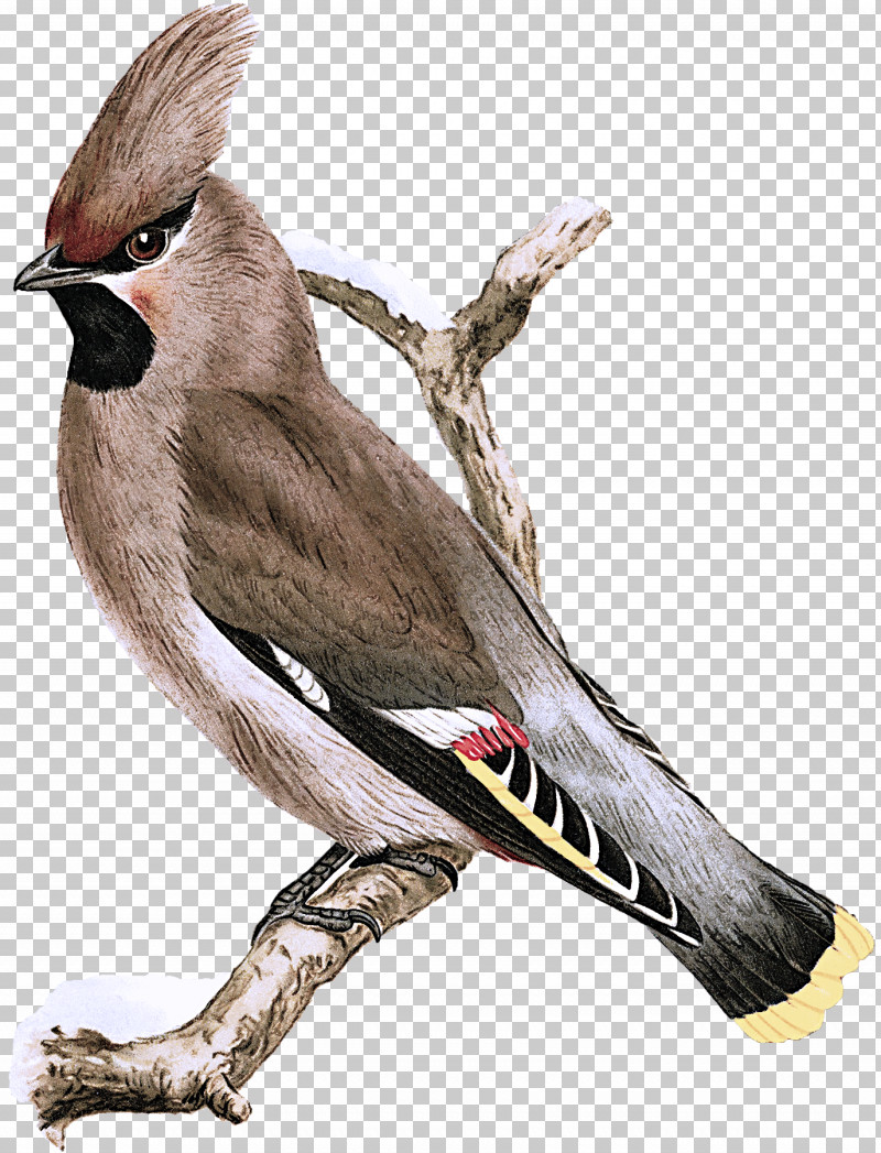 Bird Beak Waxwing Cedar Waxwing Perching Bird PNG, Clipart, Beak, Bird, Bulbul, Cedar Waxwing, Perching Bird Free PNG Download