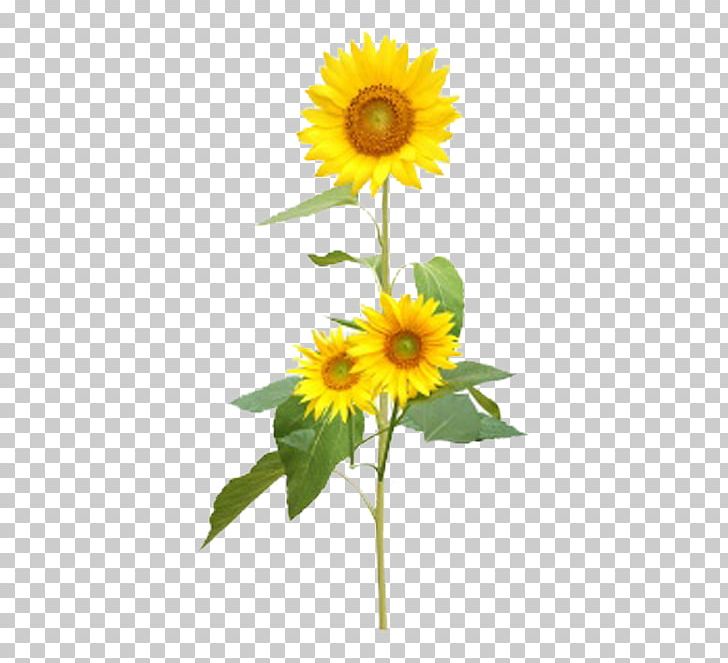 Common Sunflower PNG, Clipart, Animation, Cartoon, Daisy Family, Encapsulated Postscript, Flower Free PNG Download