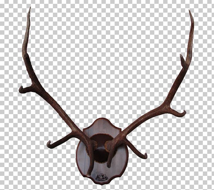 Reindeer Elk Antler Moose PNG, Clipart, Animal, Animal Product, Animals, Antler, Antlers Free PNG Download