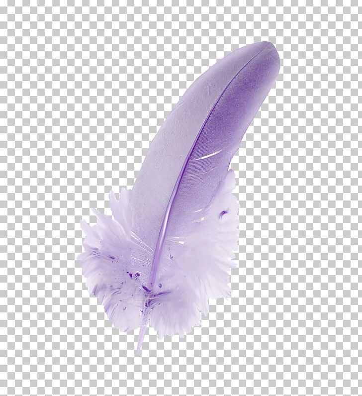 Feather PNG, Clipart, Animals, Feather, Lilac, Purple, Quill Free PNG Download