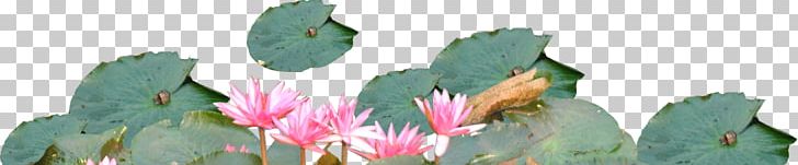 Floral Design Cut Flowers Leaf PNG, Clipart, Cut Flowers, Flora, Floral Design, Floristry, Flower Free PNG Download