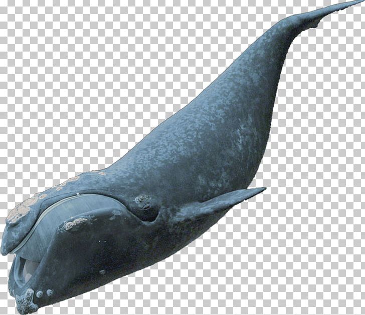 Rough-toothed Dolphin Common Bottlenose Dolphin Tucuxi Cetacea PNG, Clipart, Animals, Bottlenose Dolphin, Cetacea, Common Bottlenose Dolphin, Dolphin Free PNG Download