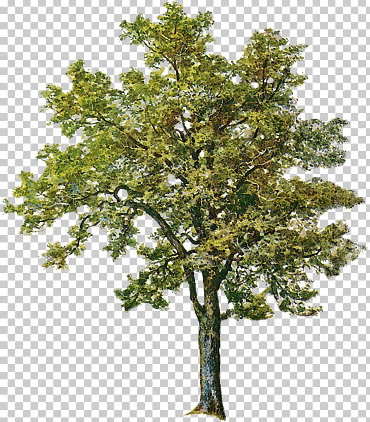 Tree Ash Birch PNG, Clipart, Ash, Beech, Birch, Boxelder Maple, Branch Free PNG Download
