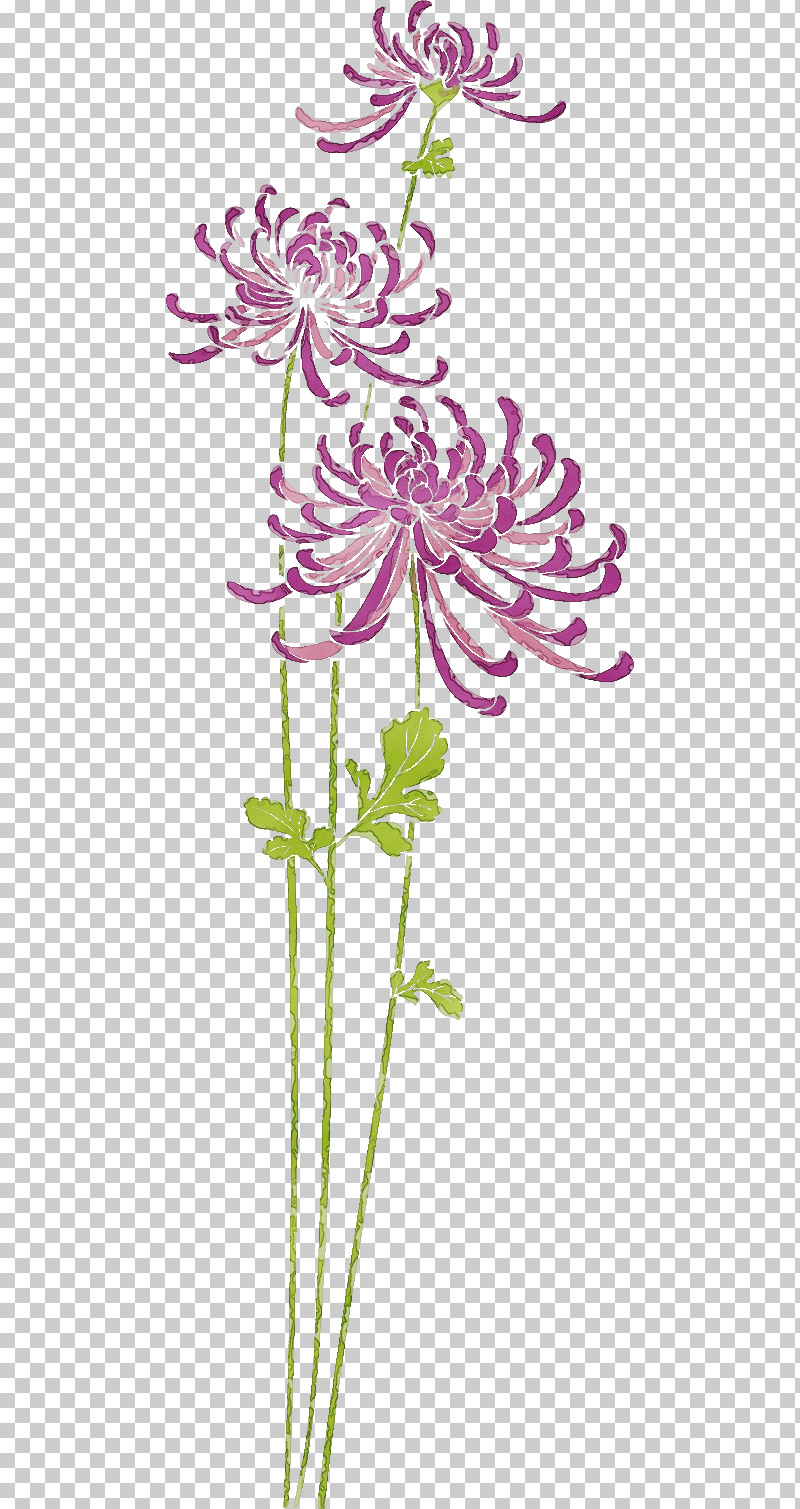 Floral Design PNG, Clipart, Biology, Chrysanthemum, Chrysanths, Cut Flowers, Floral Design Free PNG Download