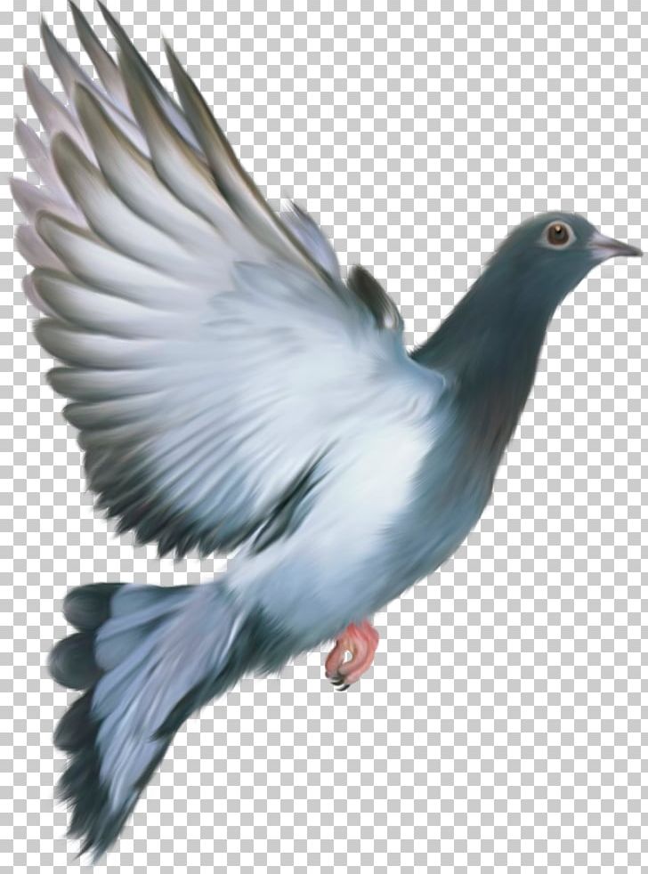Homing Pigeon Columbidae Bird Feral Pigeon Flight PNG, Clipart, Animals, Beak, Bird, Charadriiformes, Columbidae Free PNG Download