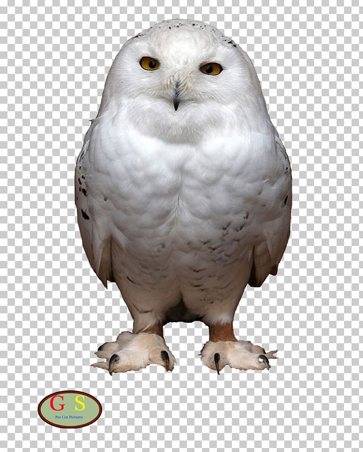Snowy Owl Bird Of Prey Short-eared Owl PNG, Clipart, Animal, Animals, Beak, Bird, Bird Of Prey Free PNG Download