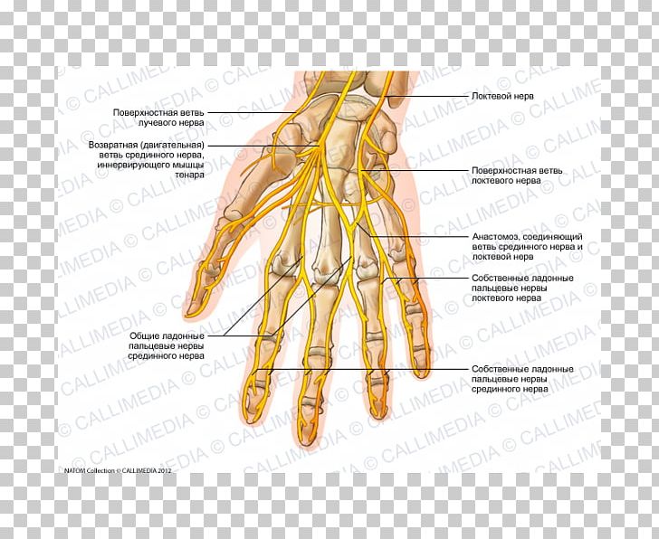 Ulnar Nerve Hand Human Anatomy Nervous System PNG, Clipart, Abdomen Anatomy, Anatomy, Commodity, Digit, Finger Free PNG Download