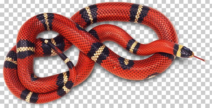 Corn Snake Reptile Coral Snake Red PNG, Clipart, Animal, Animals, Color, Coral Snake, Corn Snake Free PNG Download