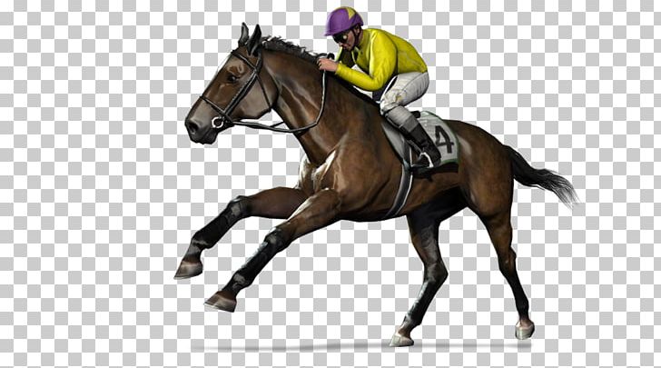Hunt Seat Stallion Rein Mustang Mare PNG, Clipart, Animal Sports, Bit, Bridle, English Riding, Equestrian Free PNG Download