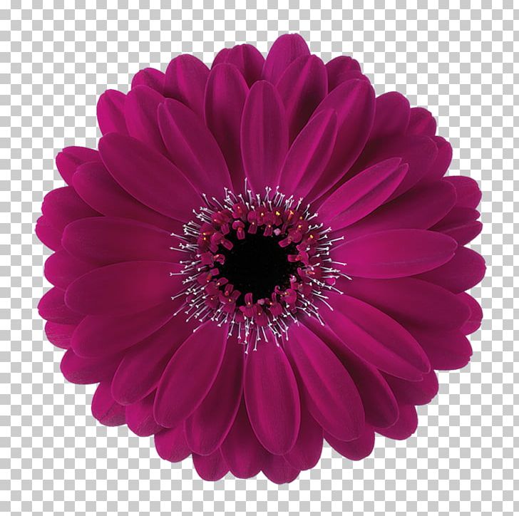 Transvaal Daisy Paper Color White Purple PNG, Clipart, Bros, Color, Cut Flowers, Daisy Family, Floristry Free PNG Download