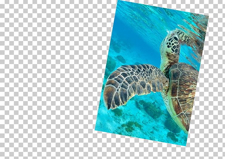 Underwater Diving Maldives Sea Turtle Scuba Diving PNG, Clipart, Aqua, Atoll Lagoon, Crociera, Crystallin, Dream Free PNG Download