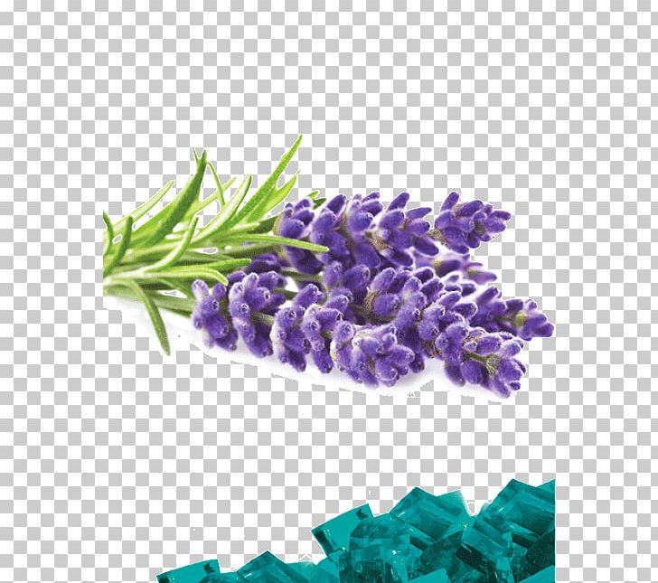 English Lavender Lavender Oil Terpene Terpineol Essential Oil PNG, Clipart, Aroma Compound, Aromatherapy, Bath Bomb, Cut Flowers, English Lavender Free PNG Download