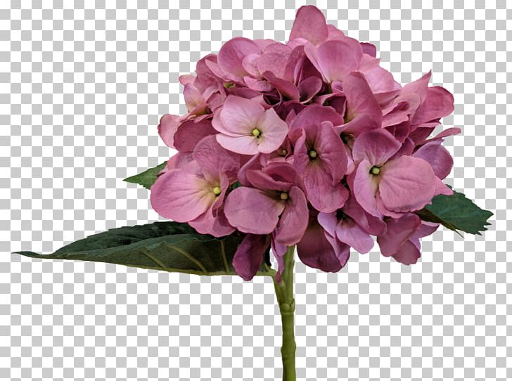 Hydrangea NYSE:LVS Cut Flowers Petal PNG, Clipart, Aster, Cornales, Cut Flowers, Flower, Flowering Plant Free PNG Download