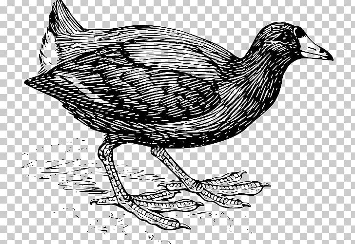 Bird Drawing PNG, Clipart, American Coot, Animals, Art, Beak, Bird Free PNG Download
