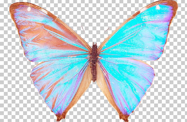 Butterfly Moth Author Insect Yandex PNG, Clipart, Angel, Author, Beauty, Brush Footed Butterfly, Cosmetology Free PNG Download