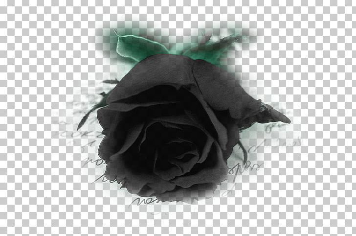 Black Rose Desktop PNG, Clipart, Black, Black Rose, Blue Rose, Desktop Wallpaper, Download Free PNG Download