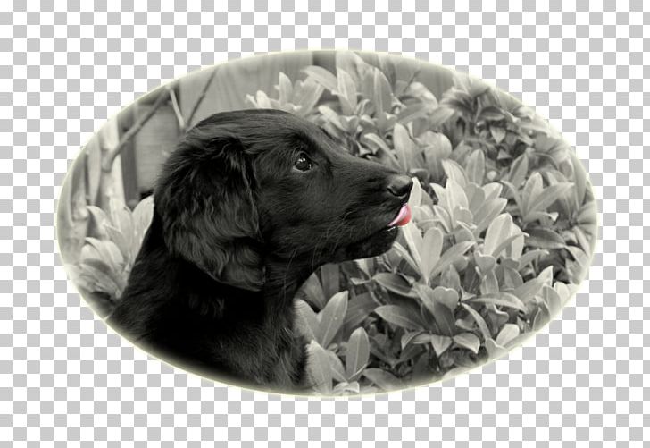 Dog Breed Puppy Sporting Group Retriever PNG, Clipart, Animals, Breed, Carnivoran, Crossbreed, Dog Free PNG Download