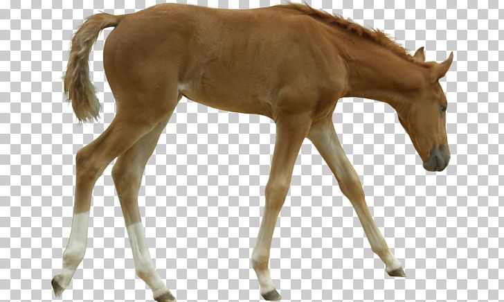 Foal Mustang Mare Colt Stallion PNG, Clipart, American Miniature Horse, Animal Figure, Breed, Colt, Equestrian Free PNG Download
