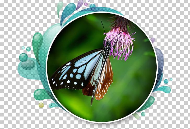 Monarch Butterfly Illustration Photograph Graphics PNG, Clipart, Arthropod, Brush Footed Butterfly, Butterfly, Cartoon, Depositphotos Free PNG Download